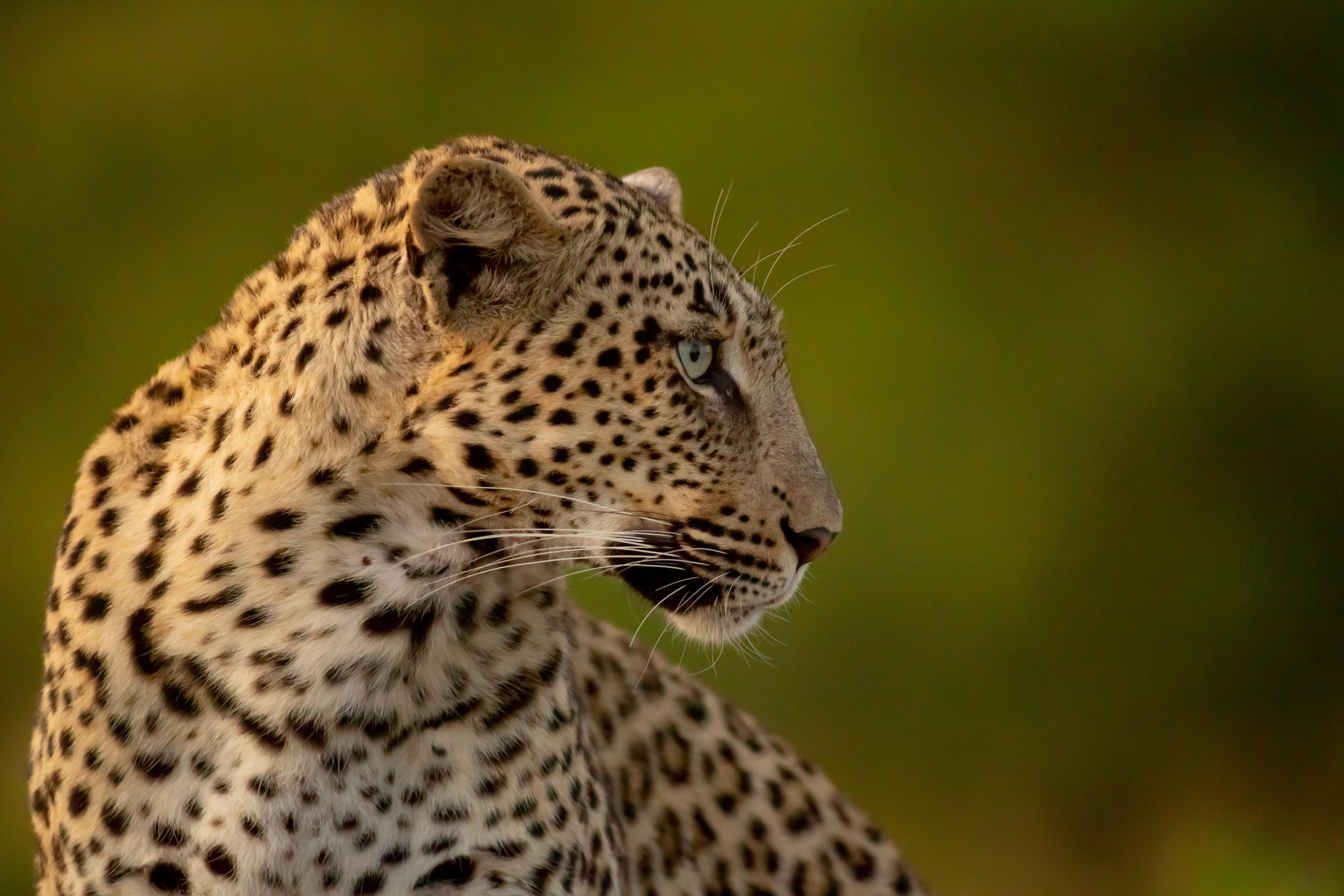 Bateleur Safari Camp thumbnail 5